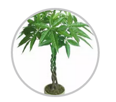 綠植搭配也有講究！